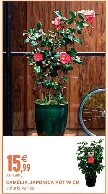 CAMÉLIA JAPONICA POT 19 CM