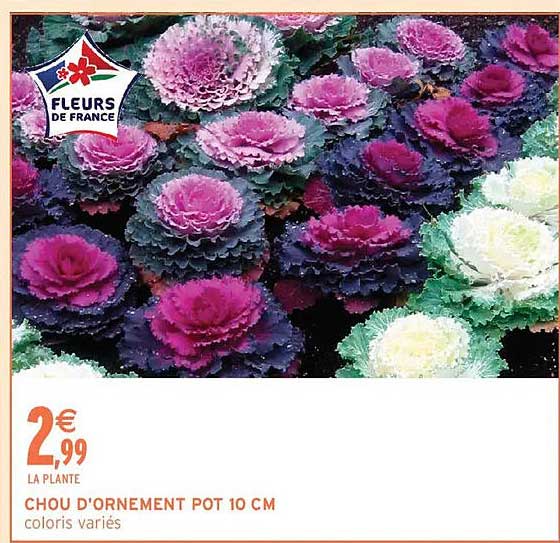CHOU D'ORNEMENT POT 10 CM