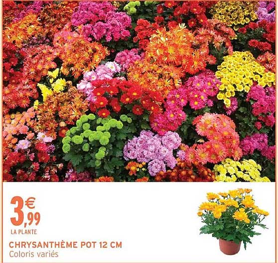 CHRYSANTHÈME POT 12 CM