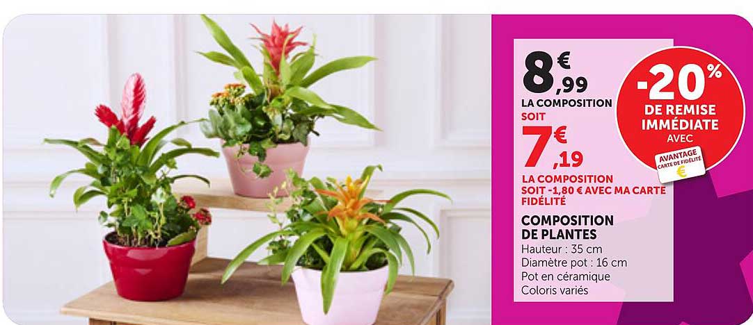 COMPOSITION DE PLANTES