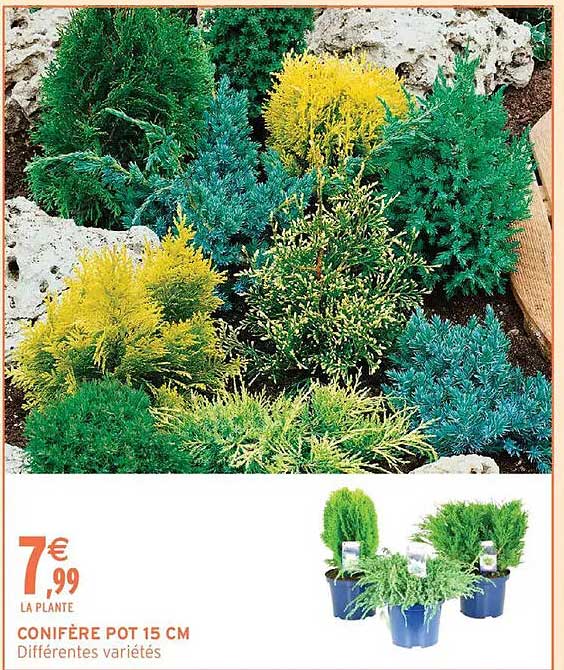 CONIFÈRE POT 15 CM