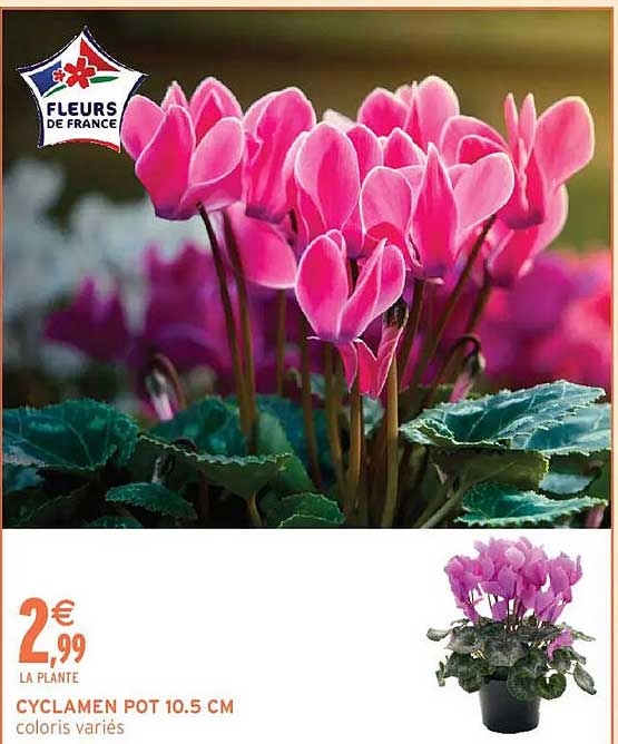 CYCLAMEN POT 10.5 CM
