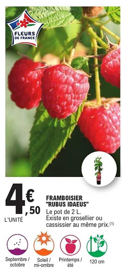 FRAMBOISIER "RUBUS IDAEUS"