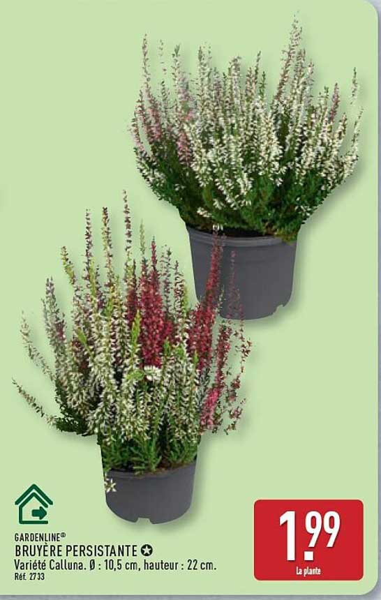 GARDENLINE® BRUYÈRE PERSISTANTE