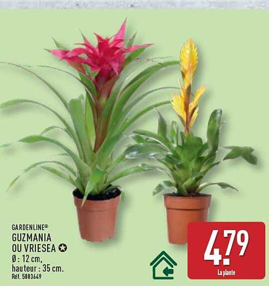 GARDENLINE® GUZMANIA OU VRIESÉA