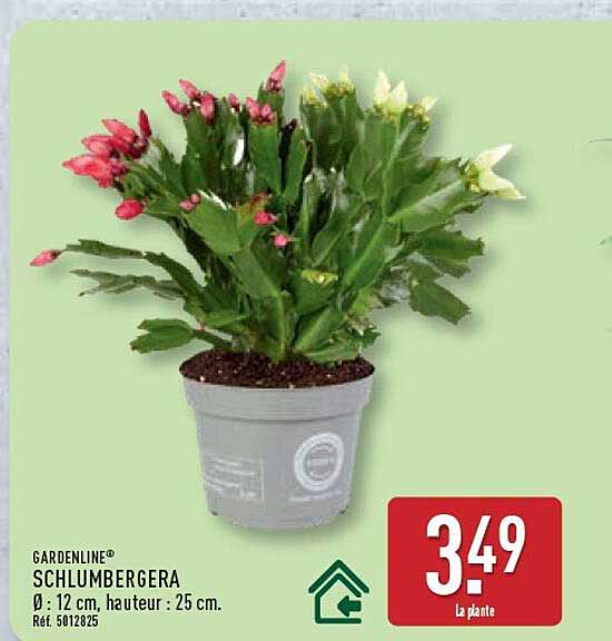 GARDENLINE® SCHLUMBERGERA