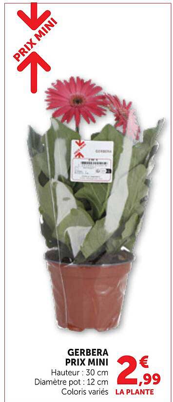 GERBERA PRIX MINI