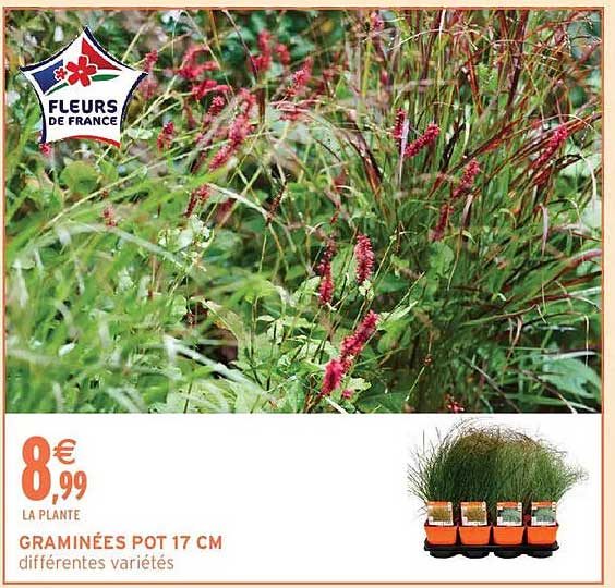GRAMINÉES POT 17 CM différentes variétés