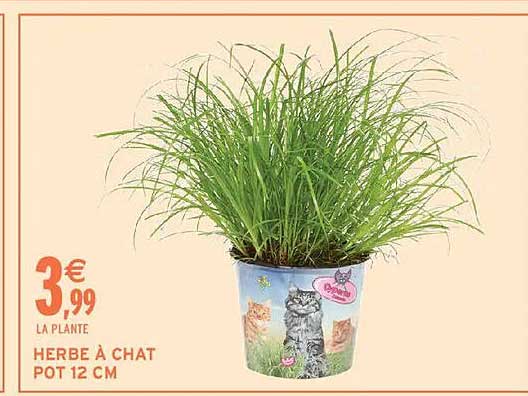 HERBE A CHAT POT 12 CM