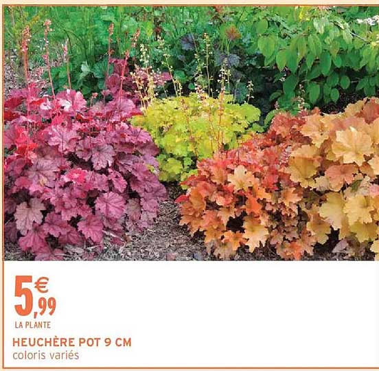 HEUCHÈRE POT 9 CM