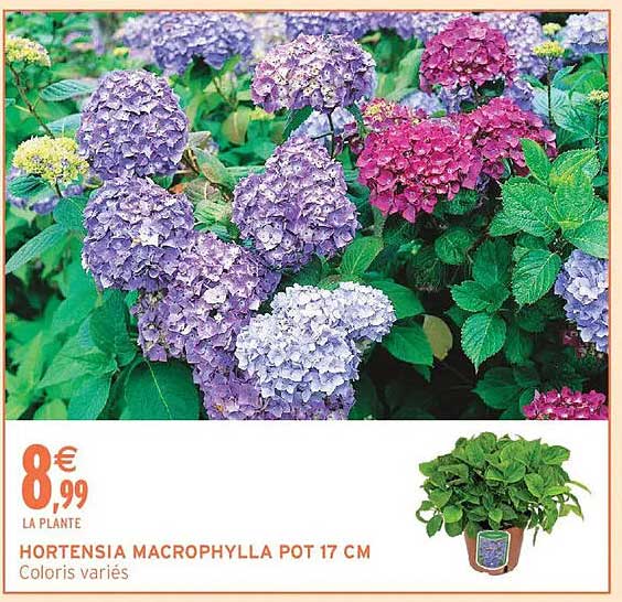 HORTENSIA MACROPHYLLA POT 17 CM