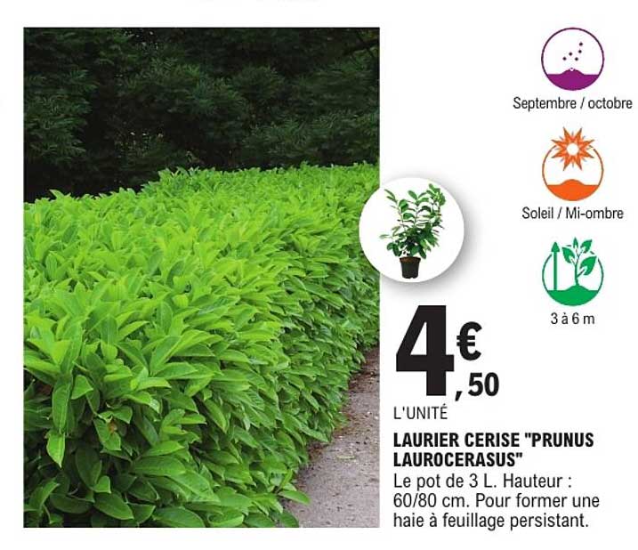 LAURIER CERISE "PRUNUS LAUROCERASUS"