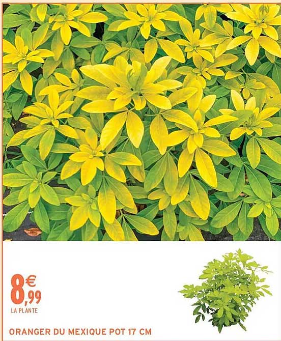 ORANGER DU MEXIQUE POT 17 CM