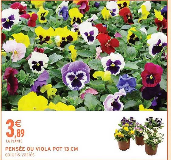 PENSÉE OU VIOLA POT 13 CM
