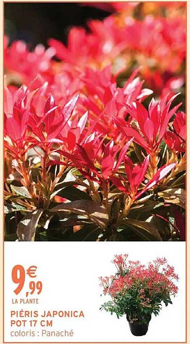 PIÉRIS JAPONICA