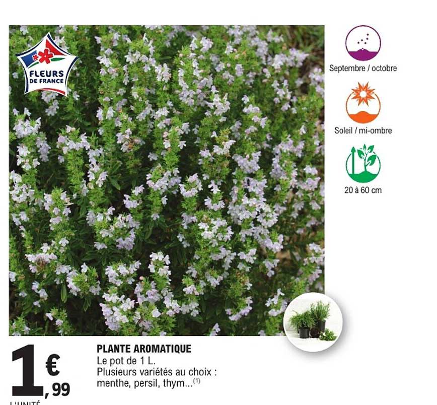 PLANTE AROMATIQUE