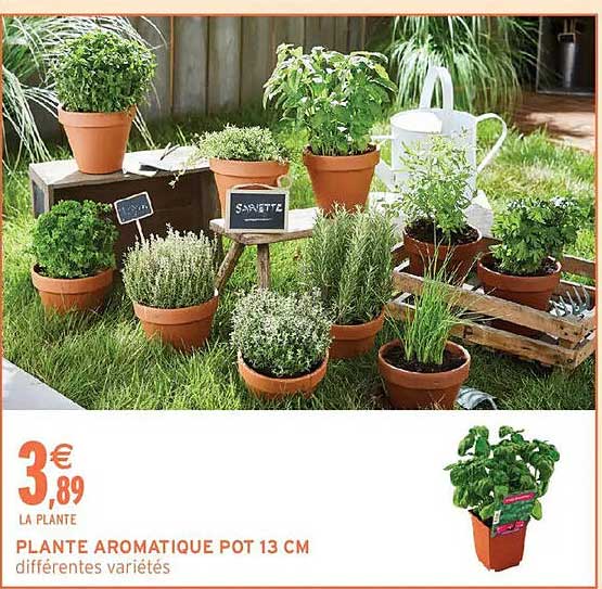 PLANTE AROMATIQUE POT 13 CM