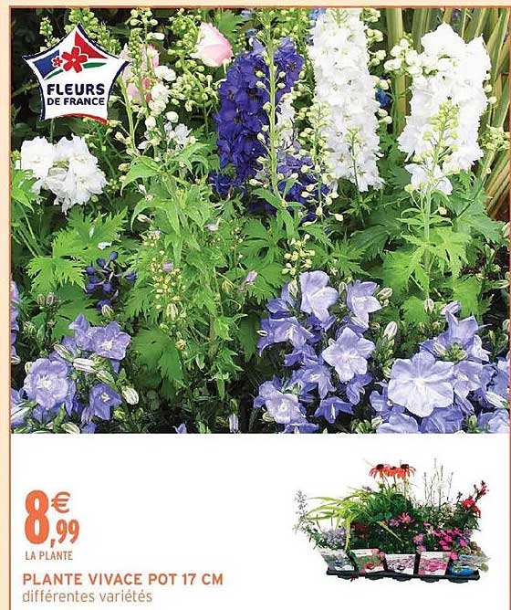 PLANTE VIVACE POT 17 CM