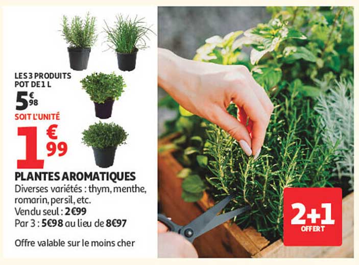 PLANTES AROMATIQUES