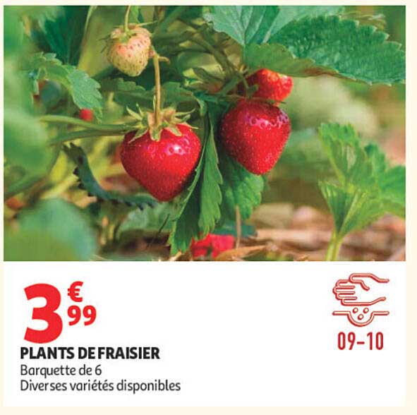 PLANTS DE FRAISIER