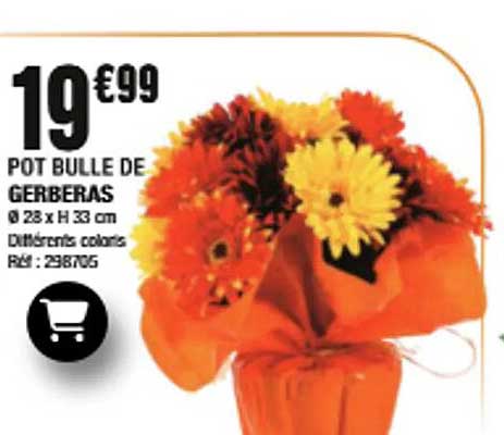 POT BILLE DE GERBERAS