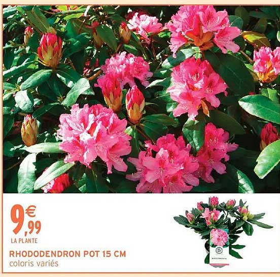 RHODODENDRON POT 15 CM coloris variés