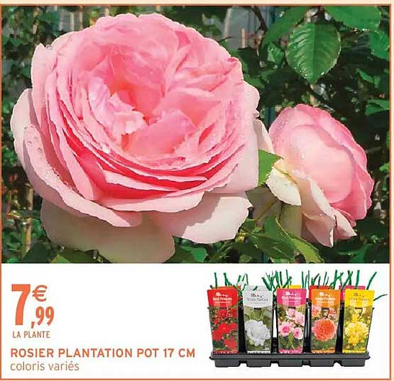 ROSIER PLANTATION POT 17 CM