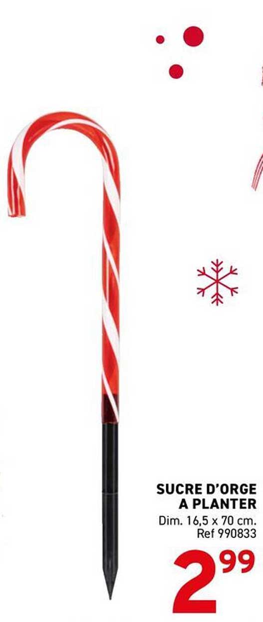SUCRE D'ORGE A PLANTER