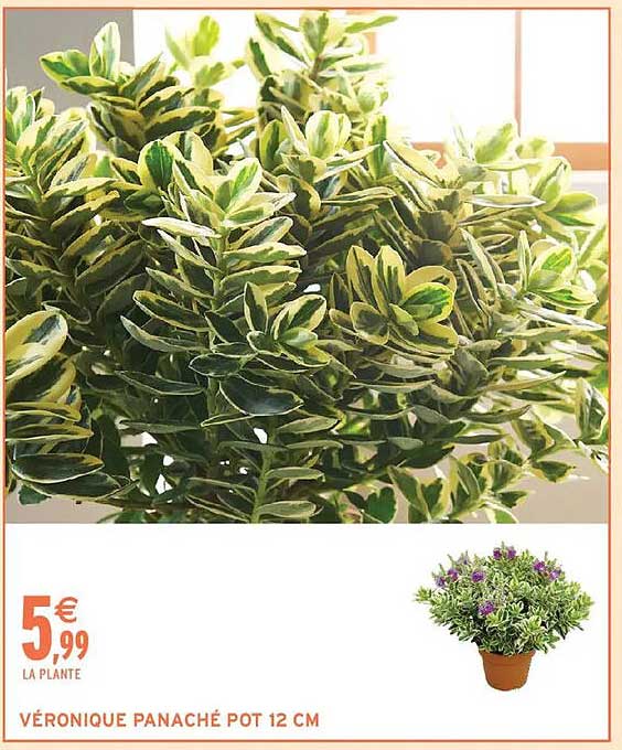 VÉRONIQUE PANACHÉ POT 12 CM
