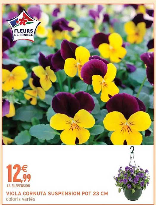 VIOLA CORNUTA SUSPENSION POT 23 CM