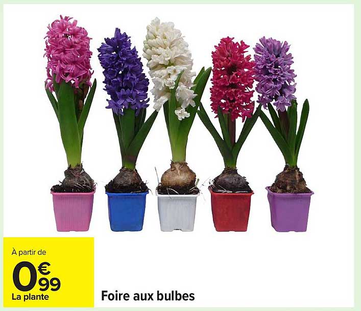Foire aux bulbes