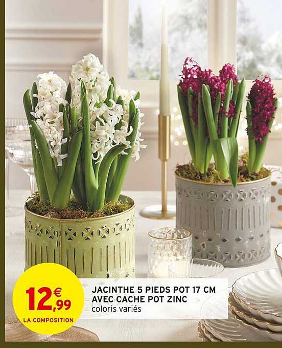 JACINTHE 5 PIEDS POT 17 CM AVEC CACHE POT ZINC