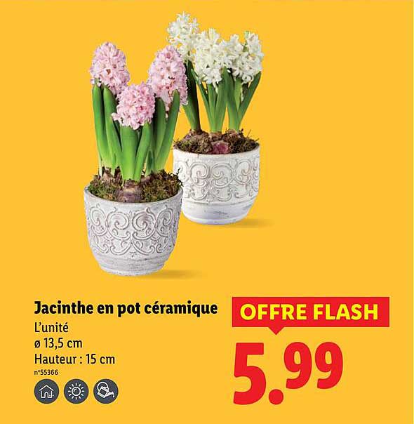 Jacinthe en pot céramique