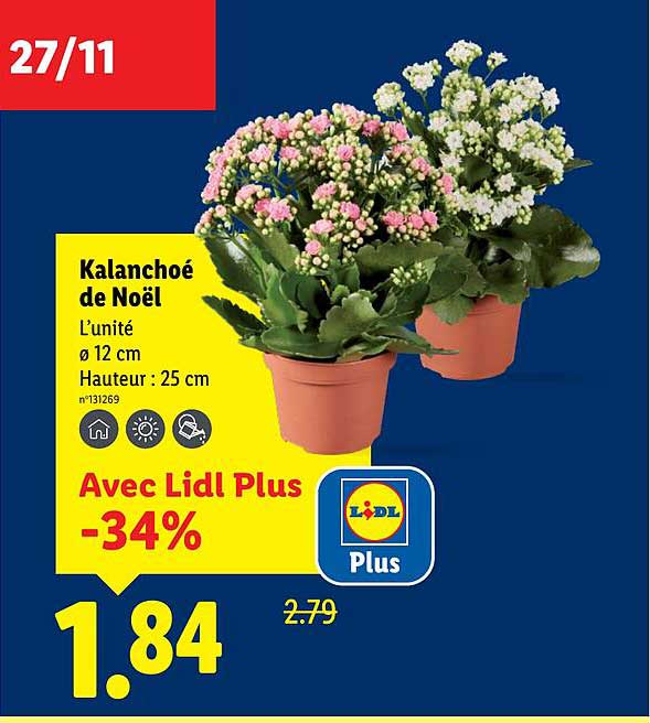 Kalanchoé de Noël
