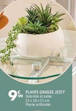 PLANTE GRASSE JESTY