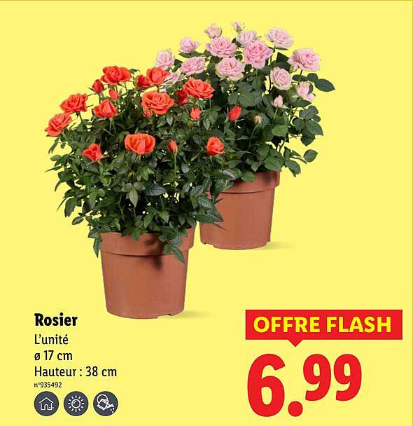 Sitemapcdatahttpsfoowindecoocomarche Rosier Lidl
