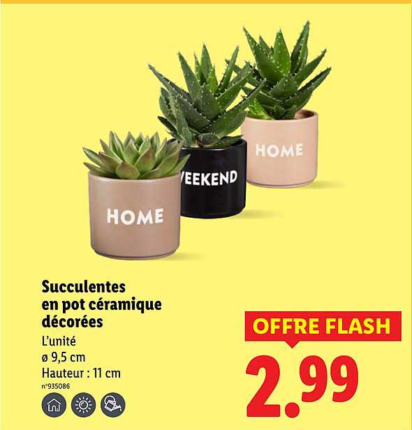 Succulentes en pot céramique décorées