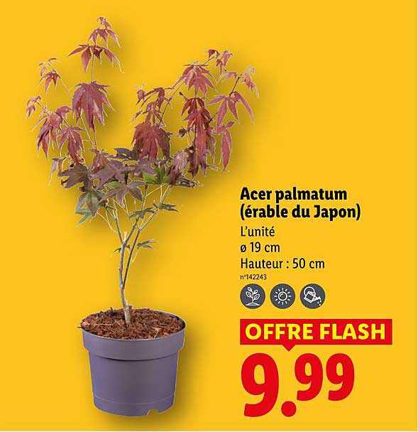 Erable Du Japon Lidl