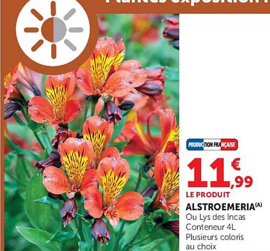 ALSTROEMERIA (A) Ou Lys des Incas Conteneur 4L Plusieurs coloris au choix