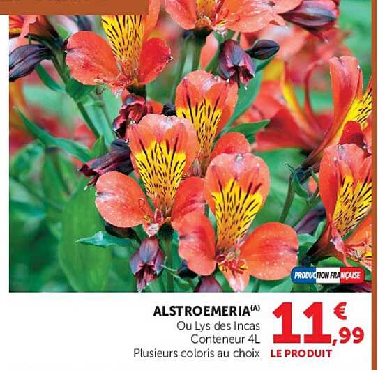 ALSTROEMERIA(A) Ou Lys des Incas Conteneur 4L Plusieurs coloris au choix