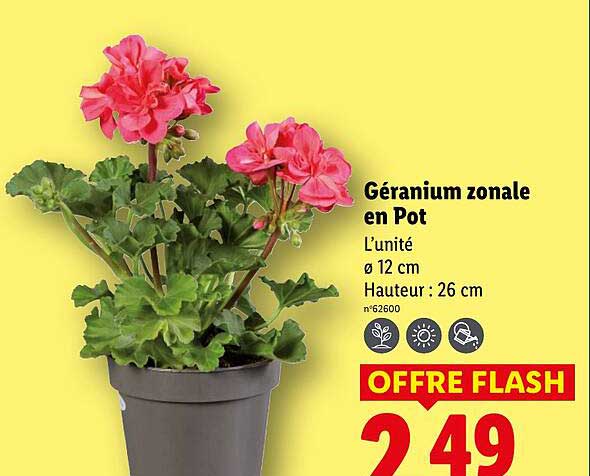 Prix Geranium Lidl