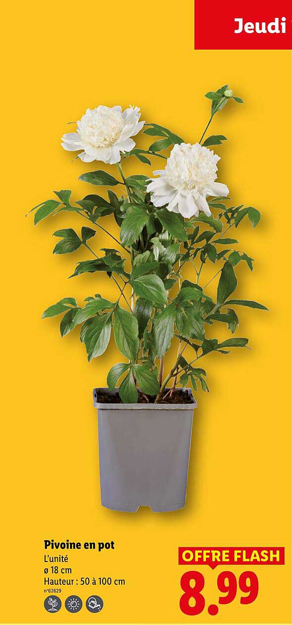 Pivoine En Pot Lidl
