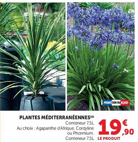 PLANTES MÉDITERRANÉENNES