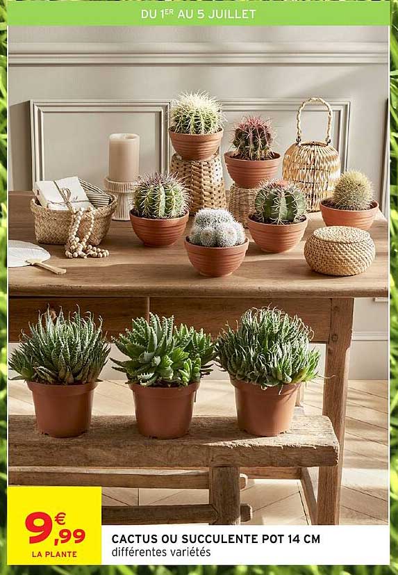 CACTUS OU SUCCULENTE POT 14 CM différentes variétés