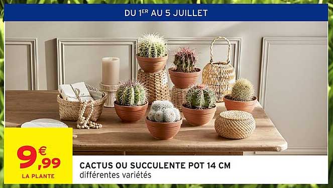 CACTUS OU SUCCULENTE POT 14 CM différentes variétés