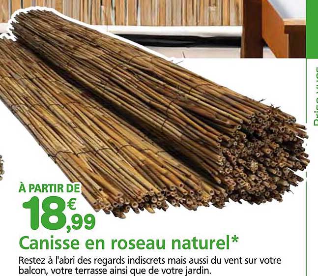 Canisse en roseau naturel*