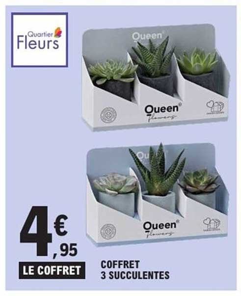 COFFRET 3 SUCCULENTES
