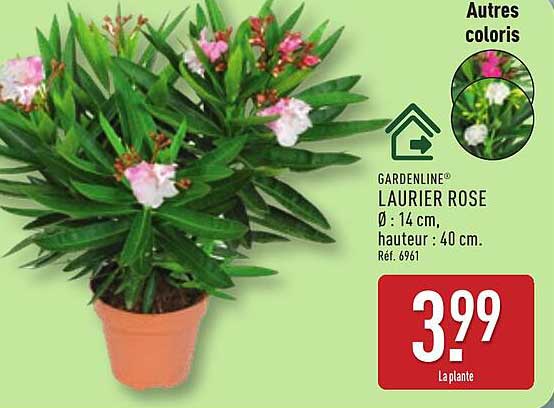 GARDENLINE® LAURIER ROSE Ø : 14 cm, hauteur : 40 cm.