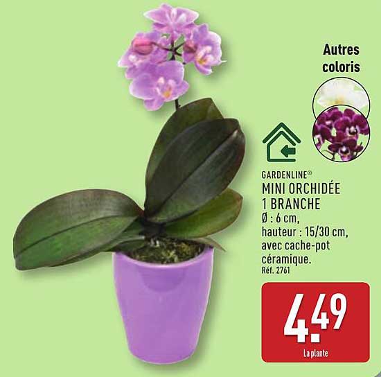 GARDENLINE® MINI ORCHIDÉE 1 BRANCHE