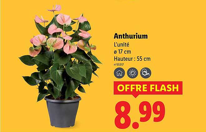 Anthurium